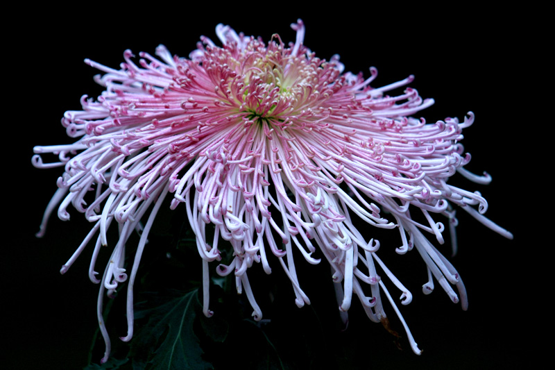 IMG_1042  һ��ջ�.jpg