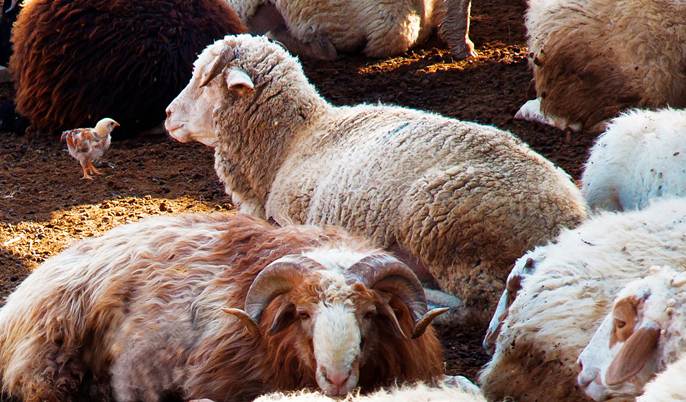 ���� IMG_6036_1.JPG