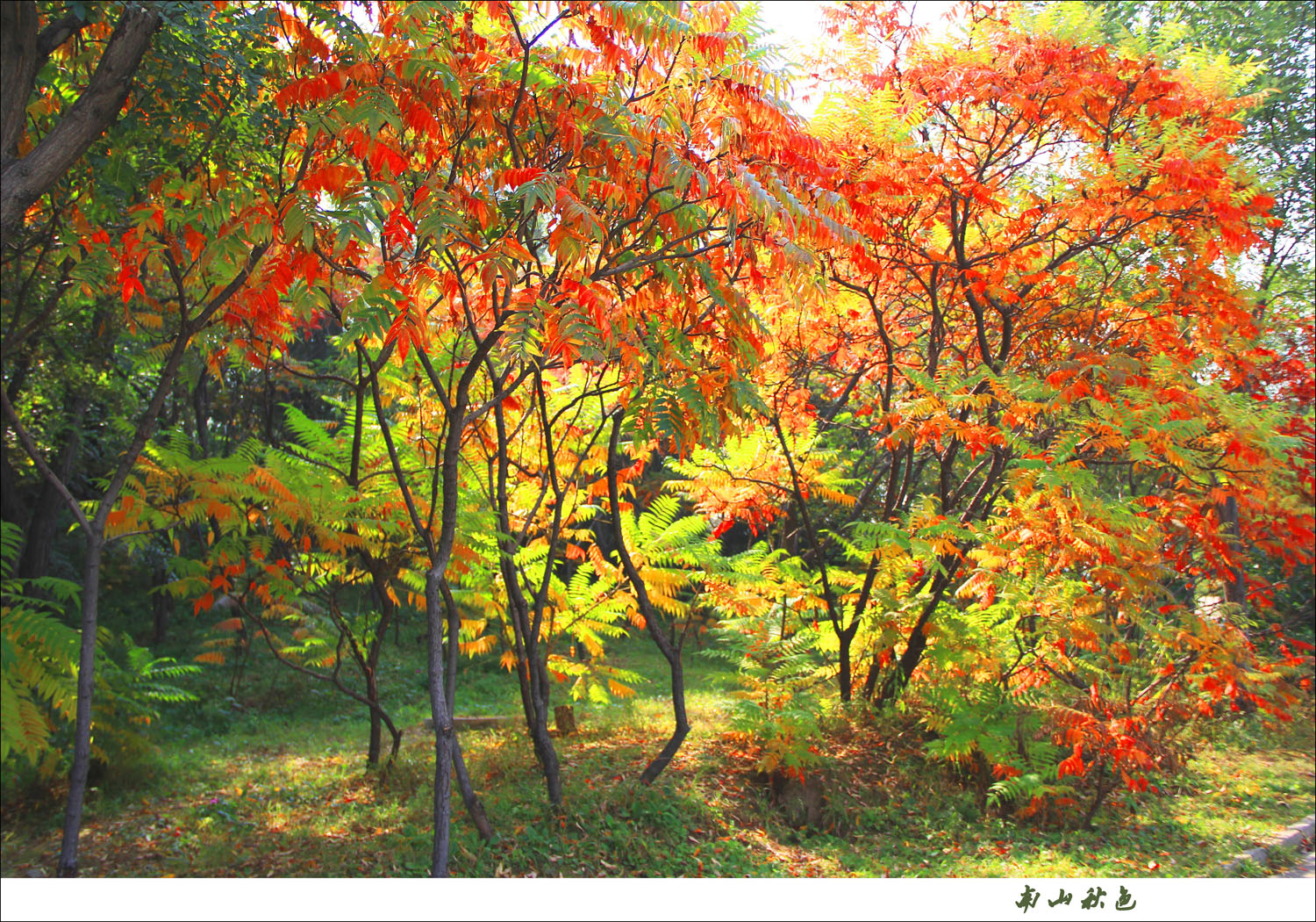 IMG_6450 ������.jpg