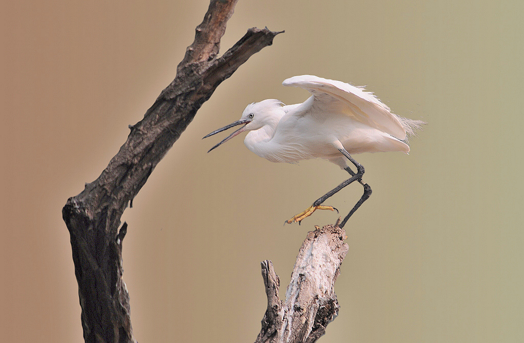 ���� 210s.jpg