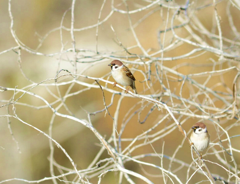 17.��˿ȸ����ʯ���ӣ������� ���㽱.jpg