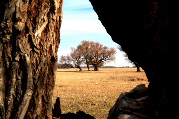 Ī������ɫ