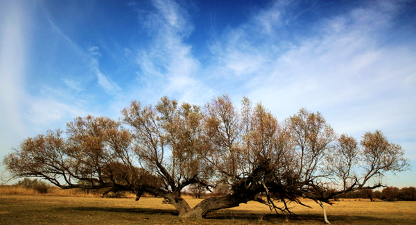 Ī������ɫ