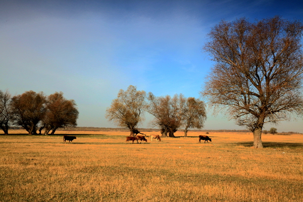 Ī��������ɫ