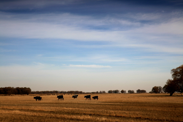 Ī��������ɫ