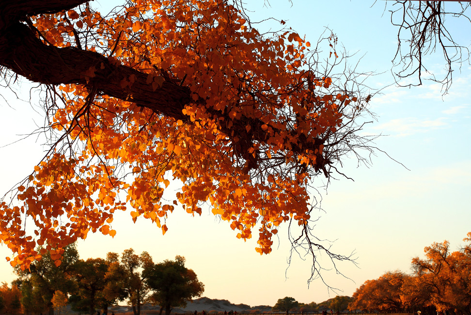 ��ɫ����