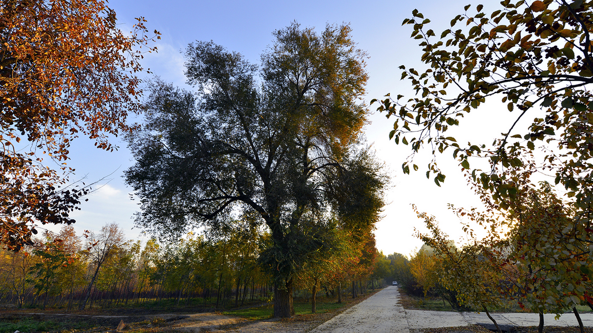 ʯ�����й���(����)��ɫ (5).JPG