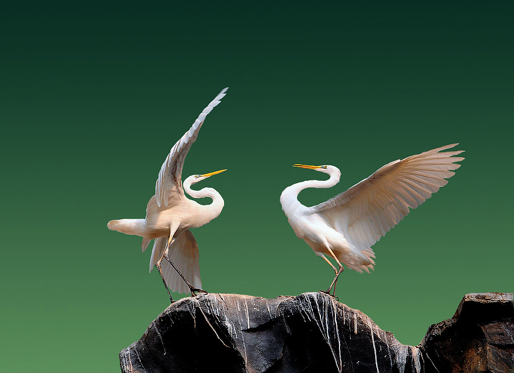 ���� 008s.jpg