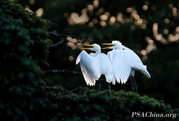 04.��ѧ����Ʒ�����ϳ��� CHORUS.jpg