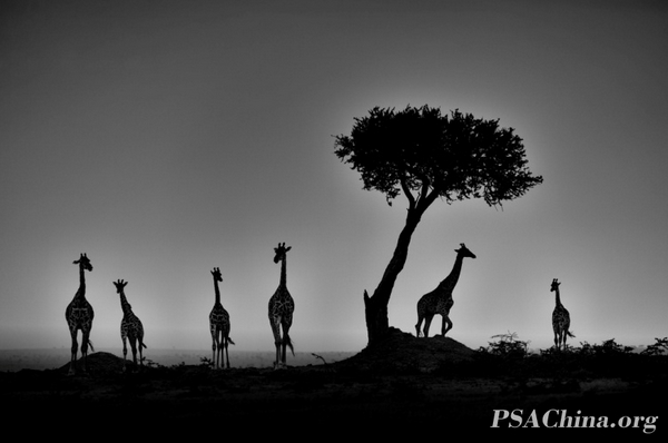 05.��������Ʒ����ĺɫ��The giraffes in the setting Sun.jpg