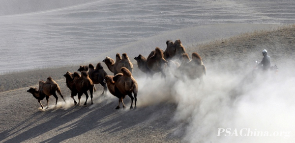 07.��Ծ��Ʒ�������ա�Camels.jpg