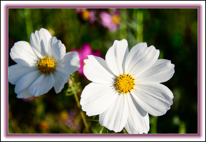 2013��10��10��ë��ɽ��Ƭ 11083.jpg