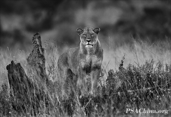 12.��������Ʒ����עĿ��Salute with eyes.jpg