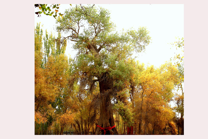 13102911 IMG_1279����1.jpg