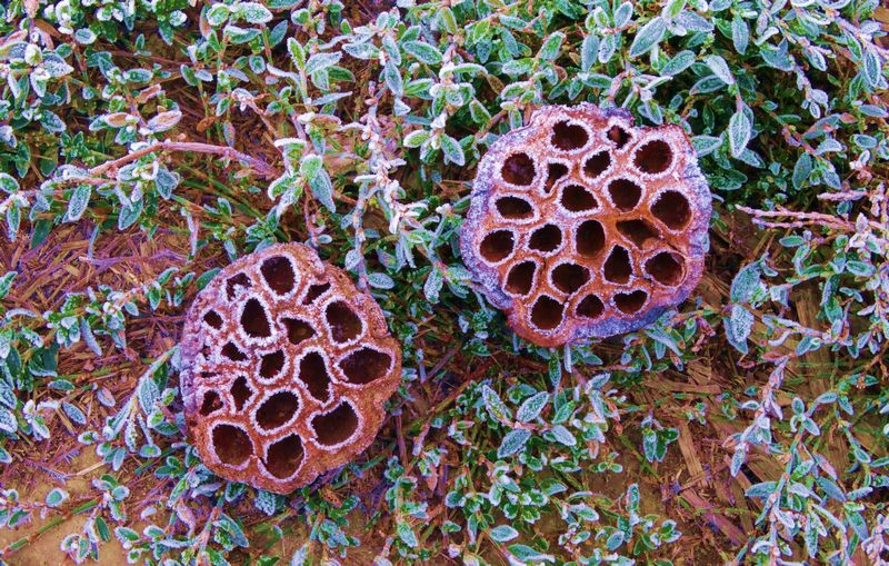 ˪��к� ������ (1).jpg