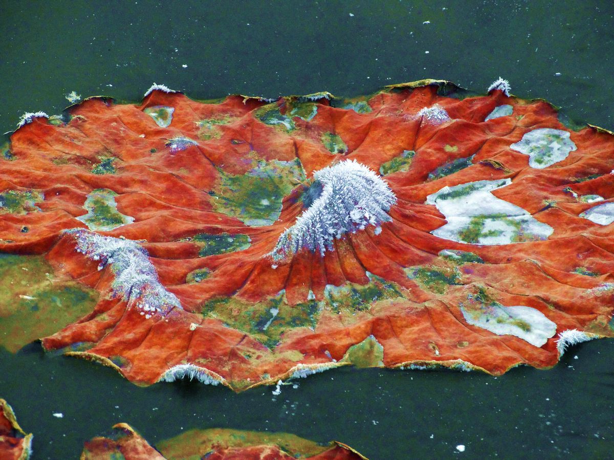 ˪��к� ������ (5).jpg