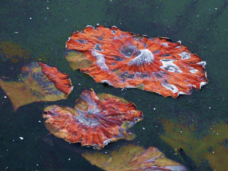 ˪��к� ������ (6).jpg