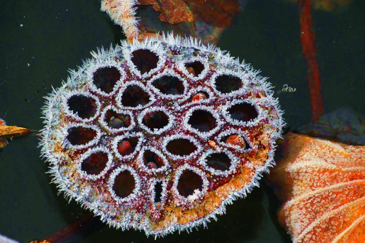 ˪��к� ������ (7).jpg