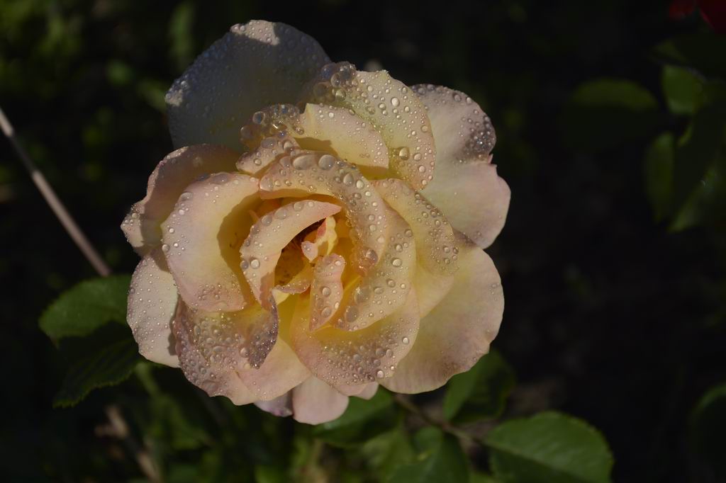 ҹ����Ӱ 001a.jpg