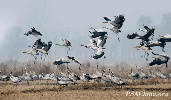 08.¦������Ʒ�����Һס�Grey Cranes.jpg