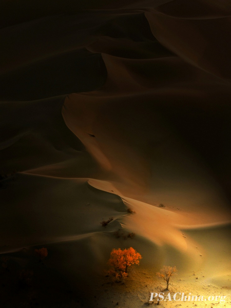 04.��Ա��ԾPSA練�����Ʒ������Į����2��(Desert Populus2).jpg