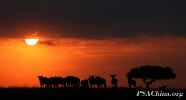 09.Ф����Ʒ���������еĽ�����The wildebeest sunset.jpg