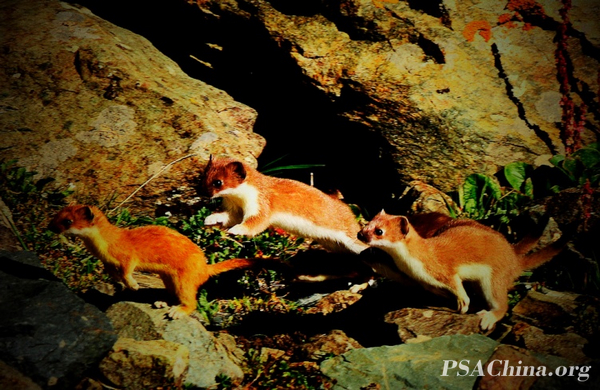 06.��Ծ��Ʒ������ɽ������The weasel.jpg