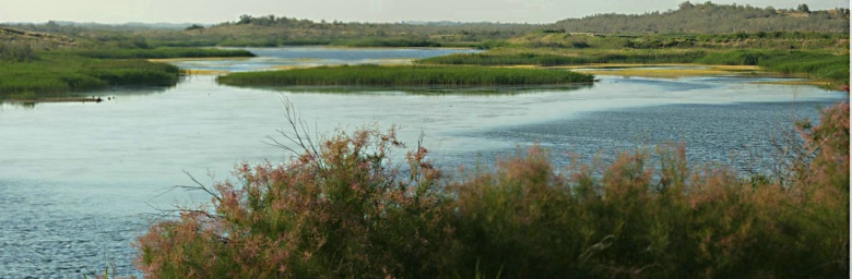 �������ʪ��