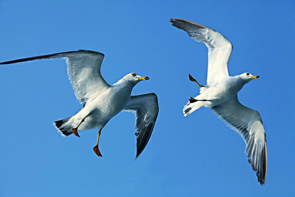 ����˫�ɡ���������