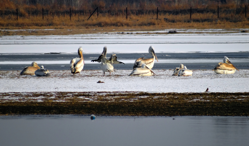 ��ס����-(��ֻ����)-����ˮ�������¼��� (2).jpg
