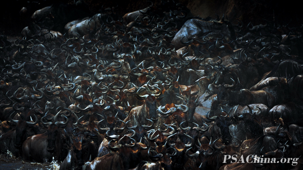 04��������Ʒ����������The plight of wildebeest.jpg