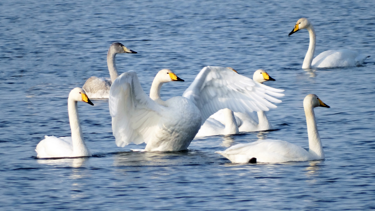 ����ˮ�� (3).JPG