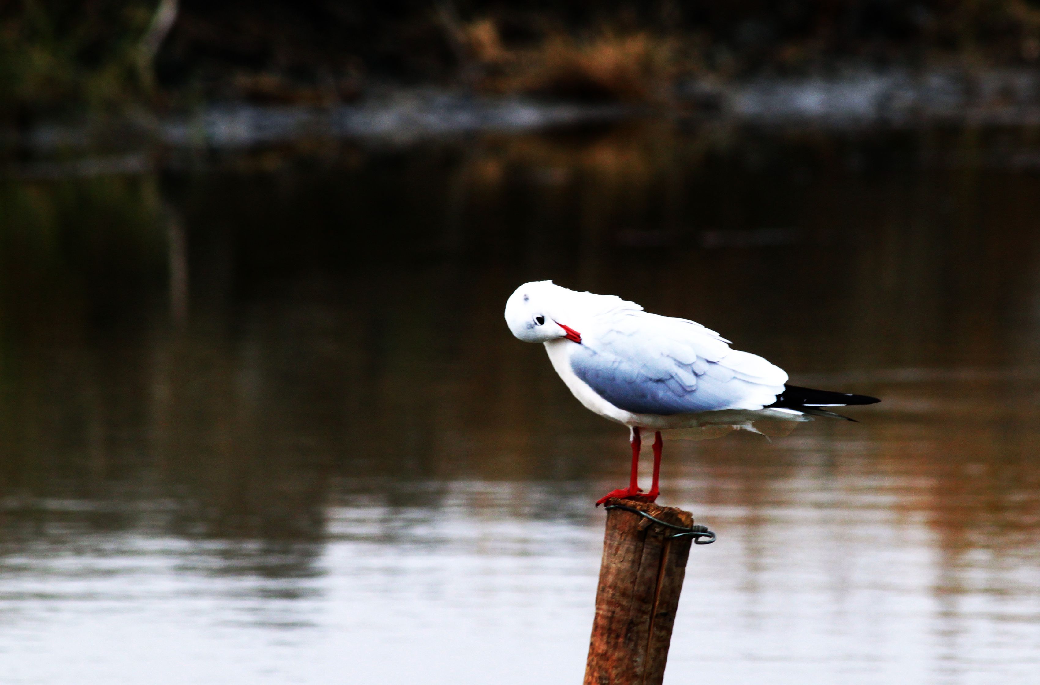 ��������������ë