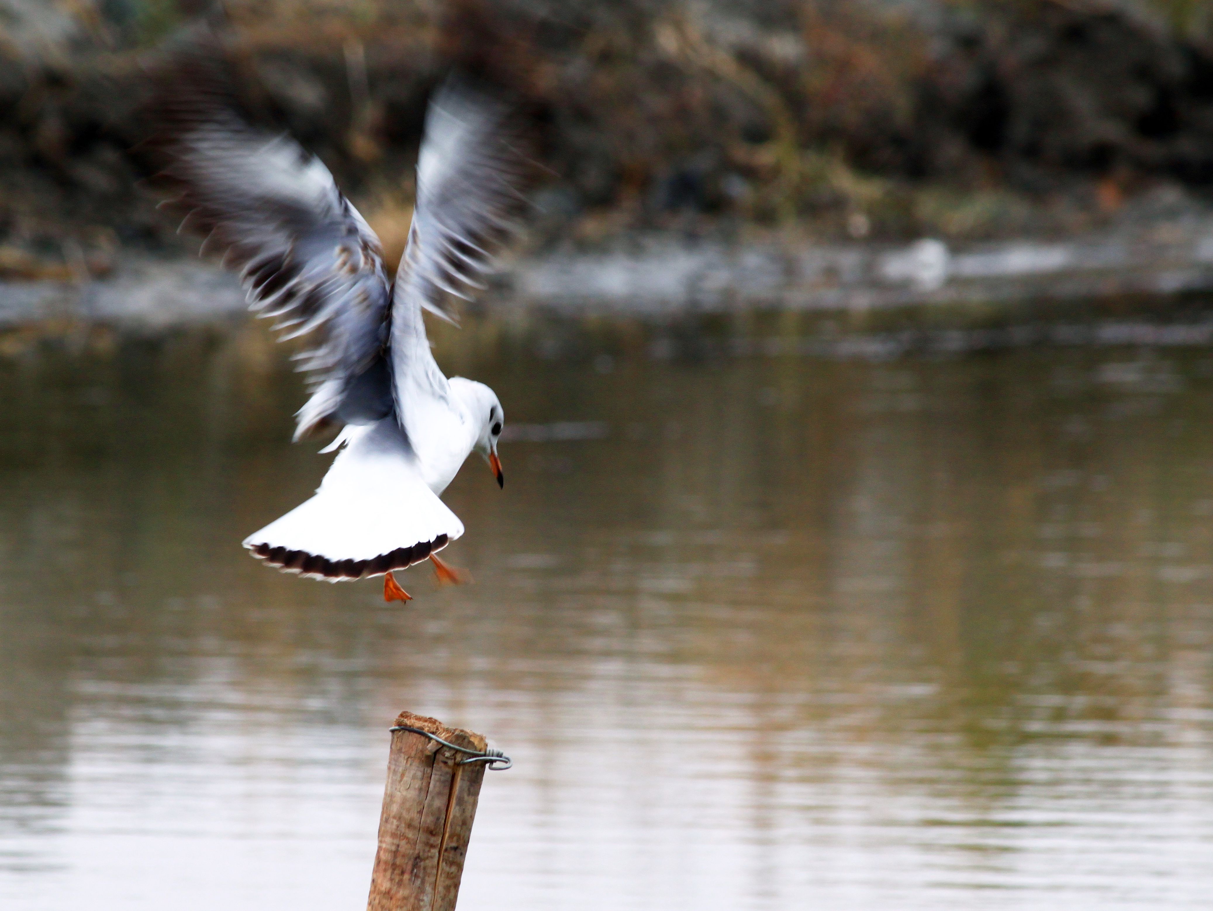 Ϊչ��߷�������