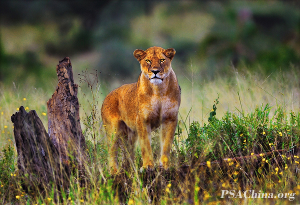 19.��������Ʒ����עĿ��Salute with eyes.jpg