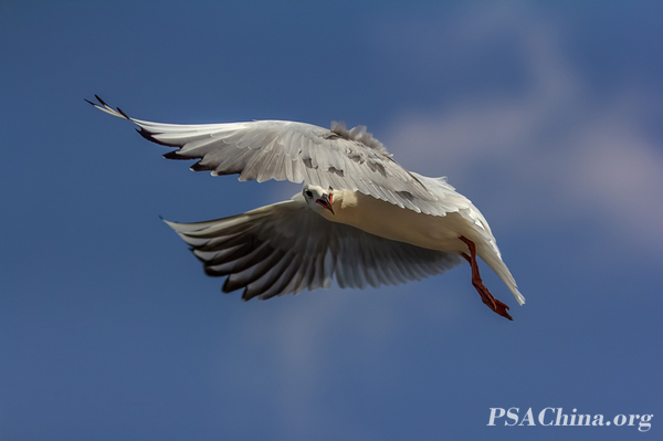 02.������Ʒ���������е�͵����Voyeur in flight.jpg