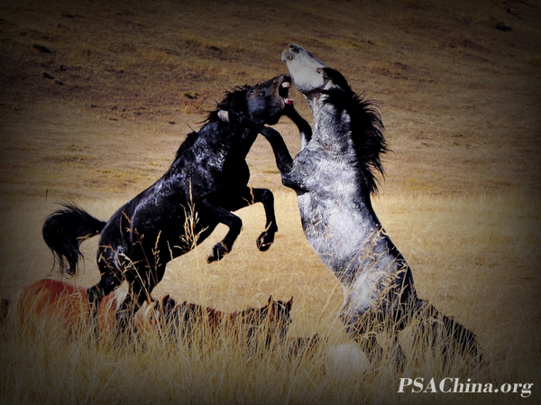 07.��Ծ��Ʒ����������λ��For the throne.jpg