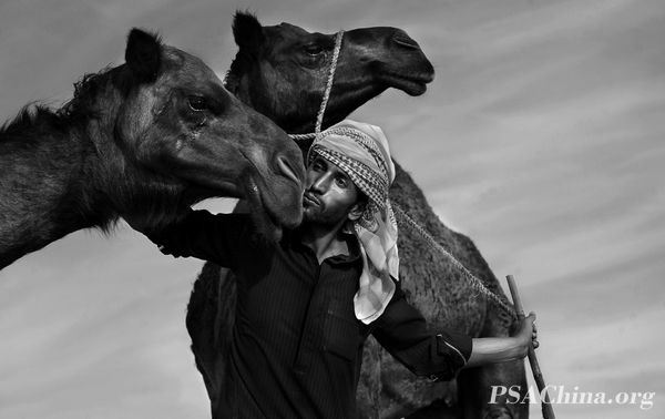 12.Ф����Ʒ�������˺����ա�Men and camels.jpg