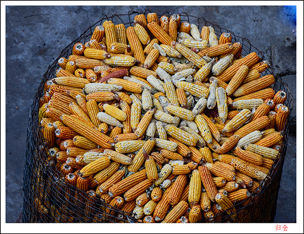 2013��12��7�չ�� 1023.jpg