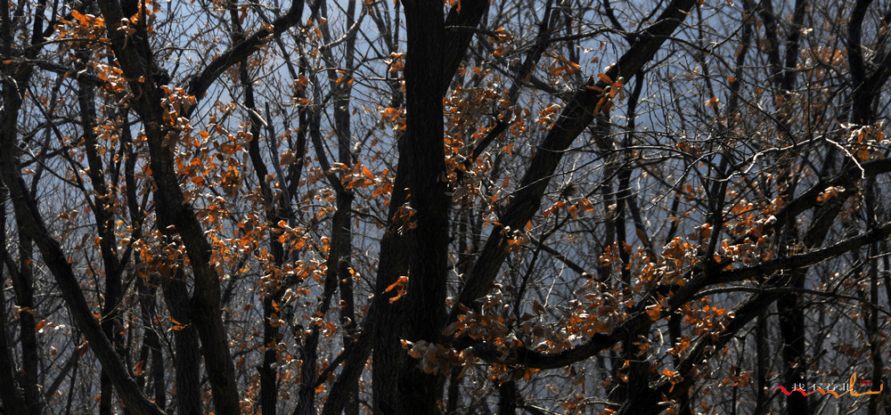 ����ɽ (4).jpg