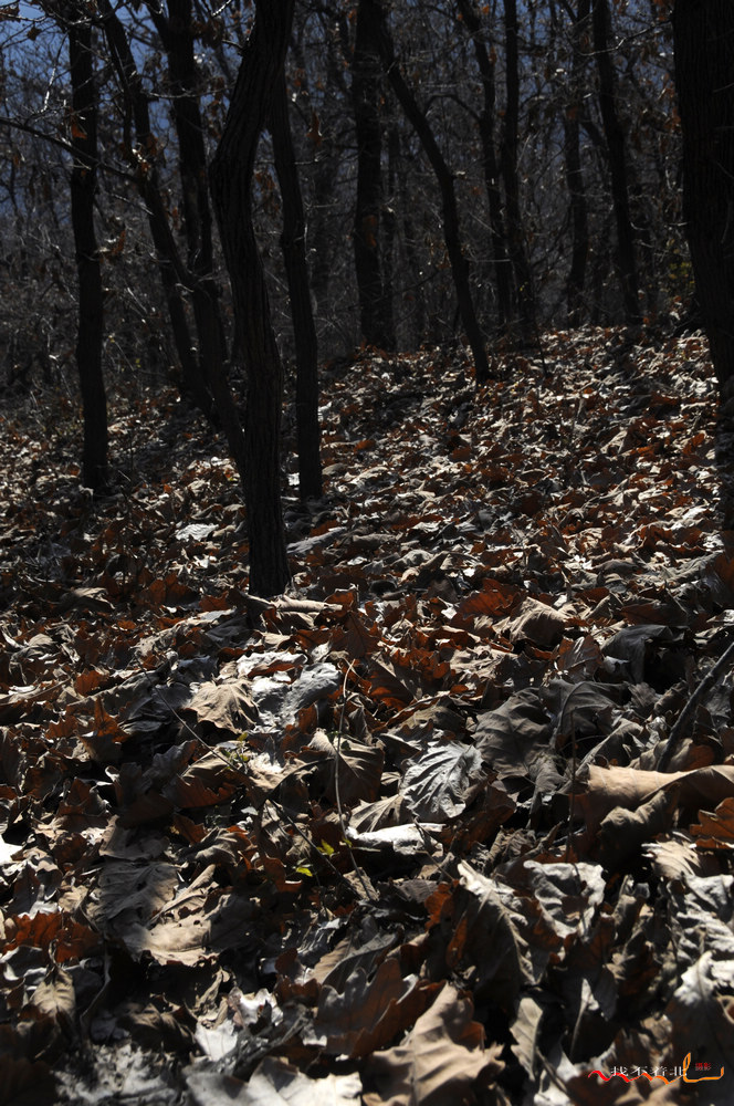 ����ɽ (6).jpg