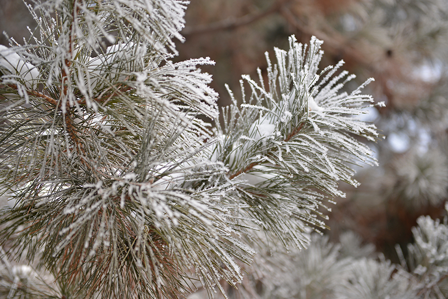 ���н֡�����԰С��