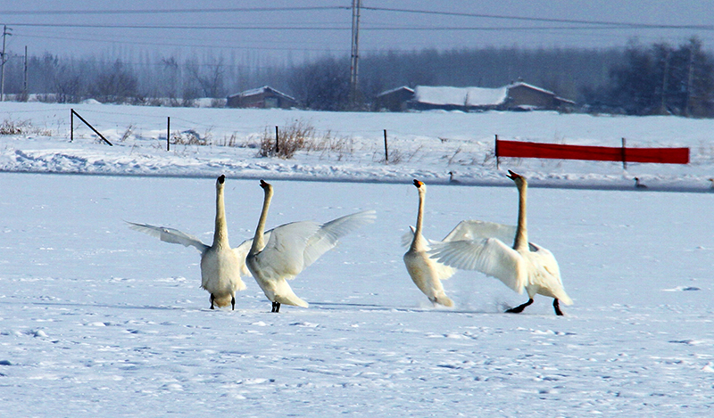 ��չ����