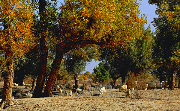 �������������Ⱥ