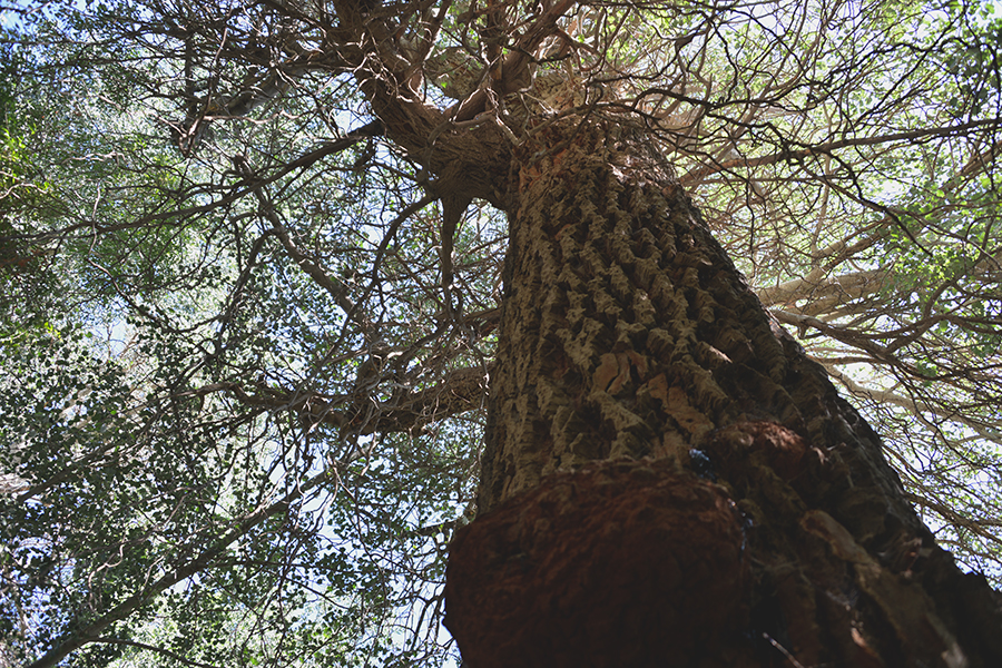 ��ľ����