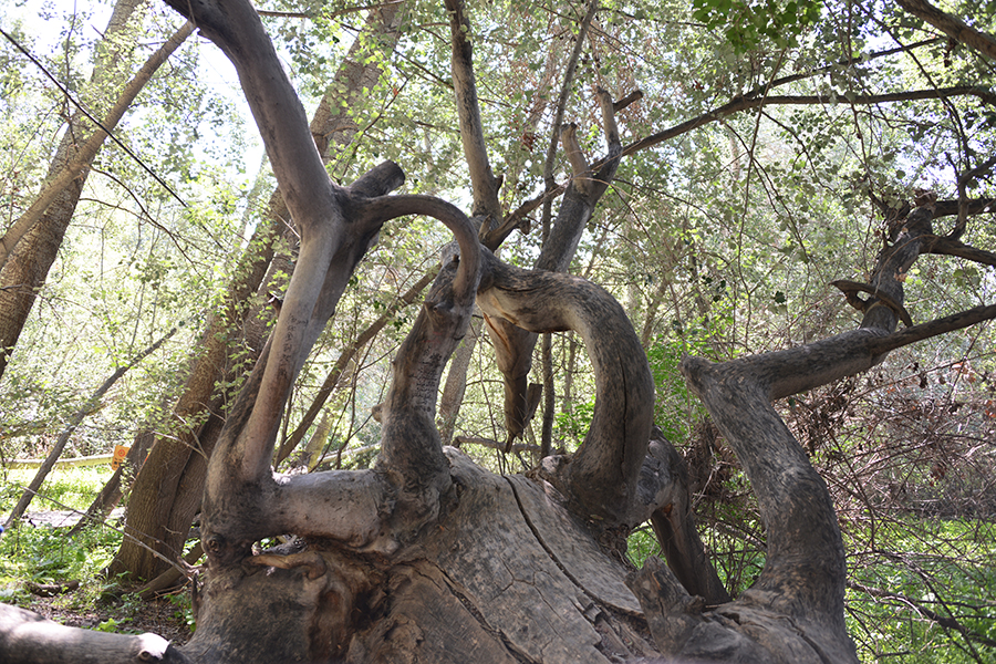 �����֦��֦��ľ