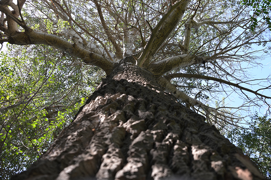 ��ľ����