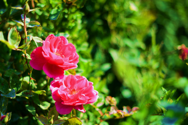 ���޿� (1).jpg