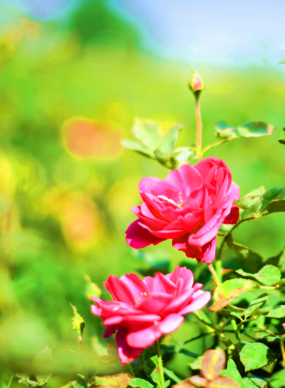 ���޿� (2).jpg