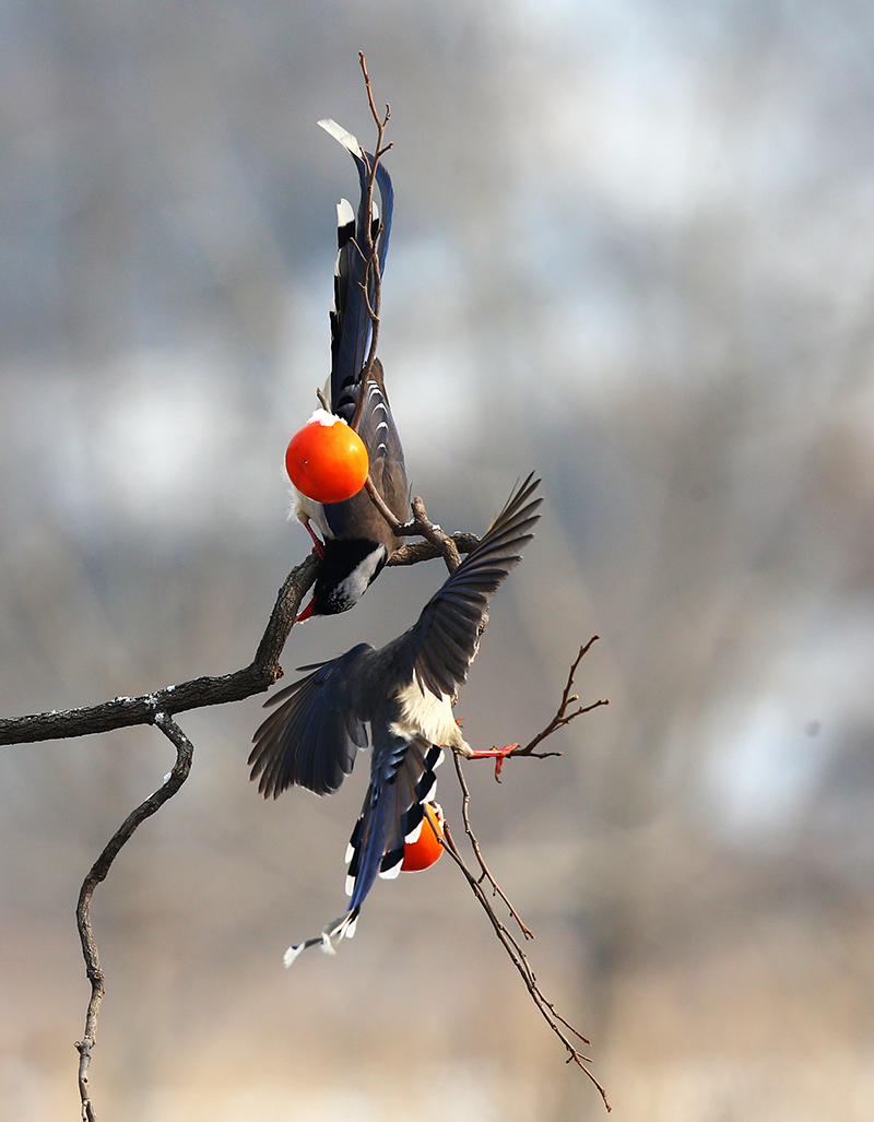 06 - ����.jpg